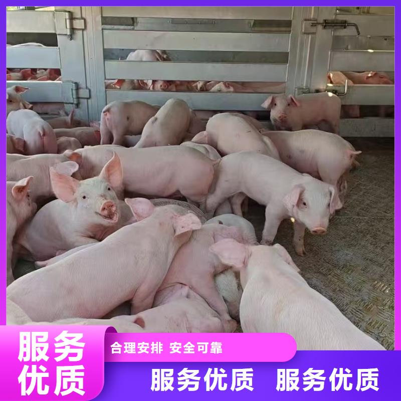 宿遷到畜禽運(yùn)輸規(guī)模宏大