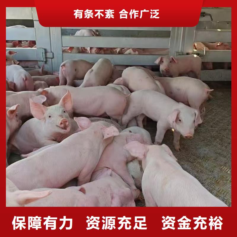 宿遷到活禽物流可靠