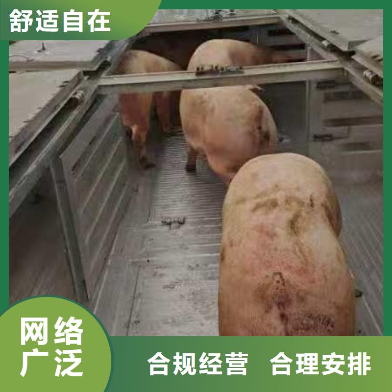 宿遷到種豬運輸技術(shù)先進