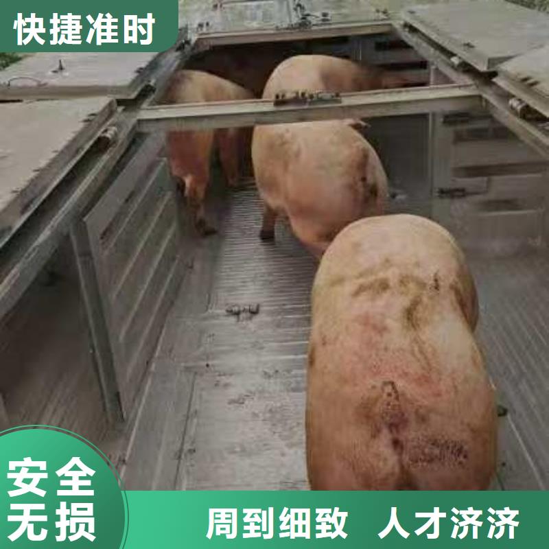 宿遷到種豬運(yùn)輸全程護(hù)航