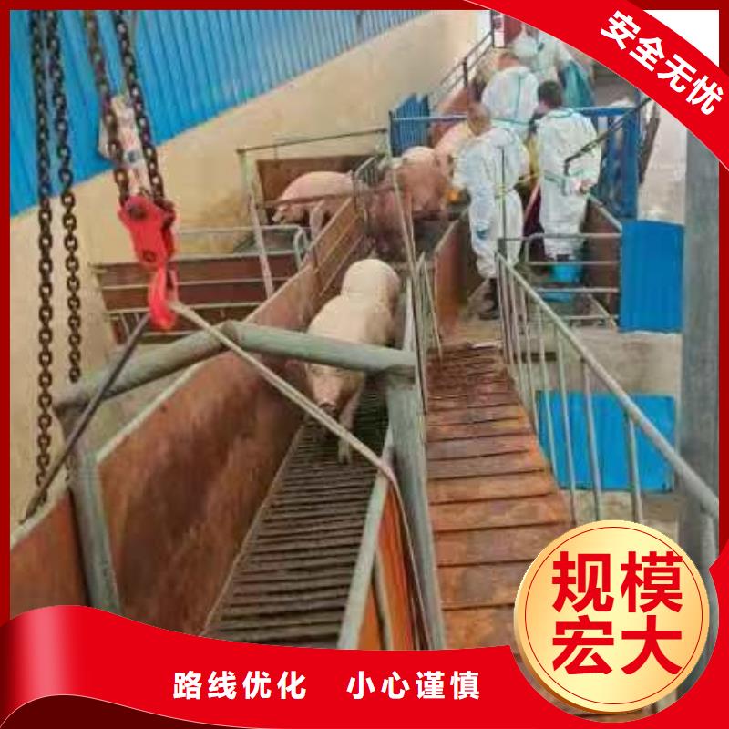 宿遷到活禽運輸車型豐富