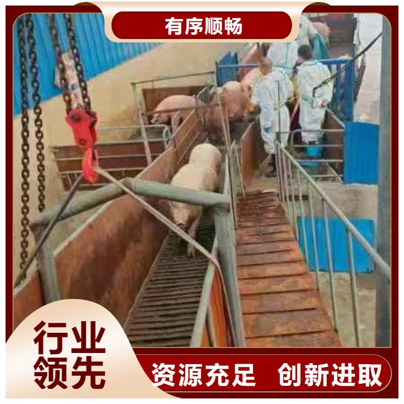 宿遷到畜禽運(yùn)輸規(guī)模宏大