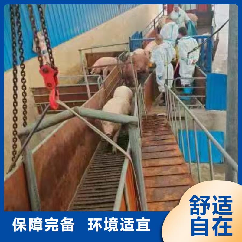 宿遷到種豬恒溫車運輸管理規(guī)范