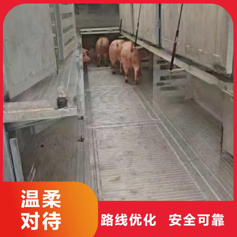 宿遷到種豬恒溫車運(yùn)輸設(shè)備精良