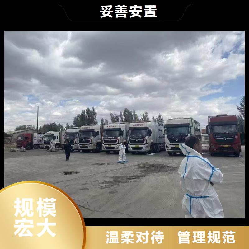 宿遷市沭陽到二育運(yùn)輸規(guī)模宏大