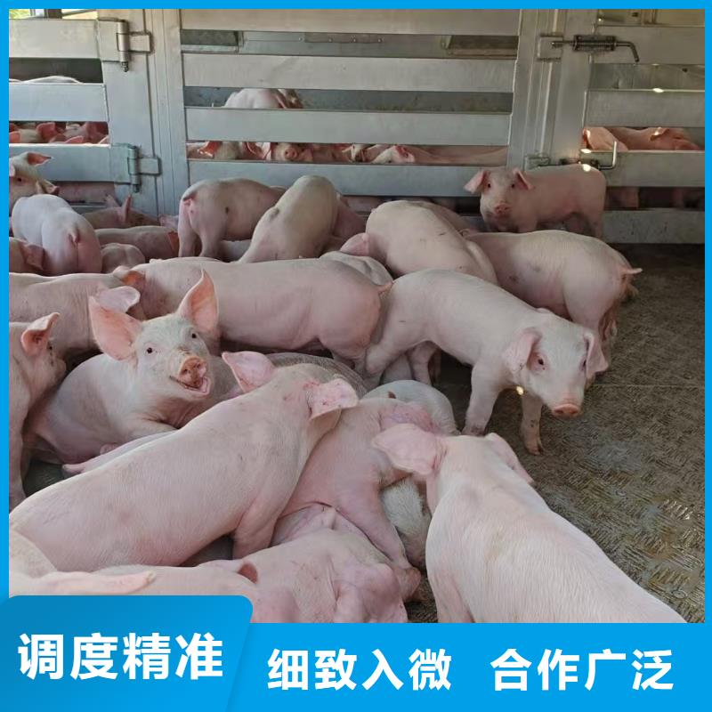 宿遷到農(nóng)牧物流老牌物流公司