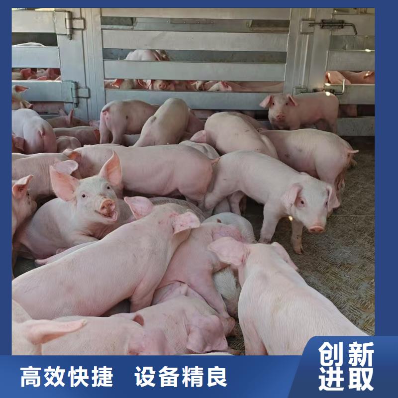 宿遷市沭陽到羊運輸穩(wěn)妥可靠