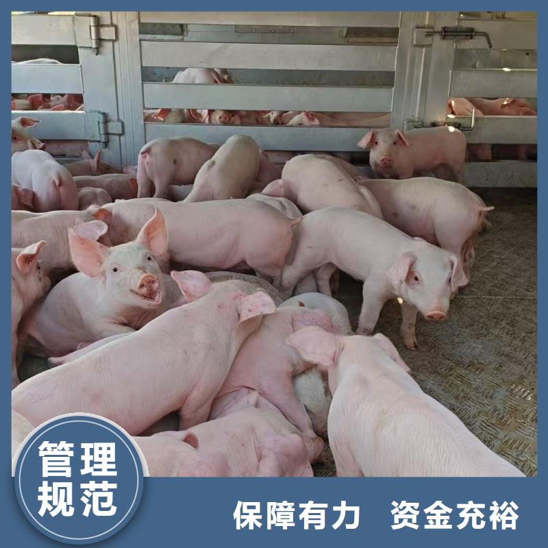 宿遷到生豬空調(diào)車運(yùn)輸便利快捷